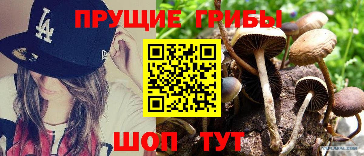 Большой Камень  Галлюциногенные грибы GOLDEN TEACHER  Вход с VPN 